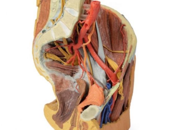 https://mail.jayakelana.co.id/uploads/product/female-left-pelvis-and-229820d6c8a5dca_cover.jpg