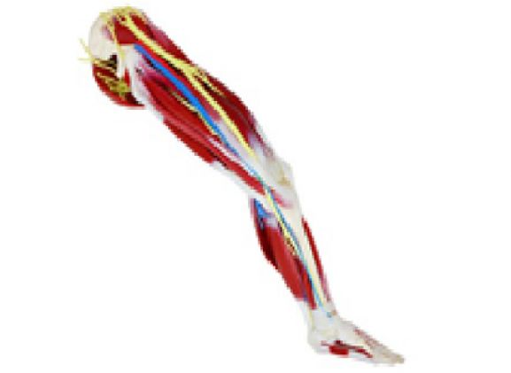 https://mail.jayakelana.co.id/uploads/product/kaki-silikon-kiri-102485--89333b26a0ce688_cover.png
