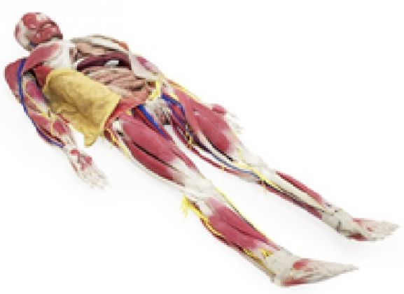 https://mail.jayakelana.co.id/uploads/product/model-anatomi-syndaver-perempuan-3631209e6842f55_cover.jpg