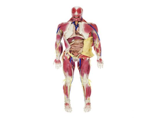 https://mail.jayakelana.co.id/uploads/product/model-anatomi-syndaver-pria-53691288d0e7242_cover.png