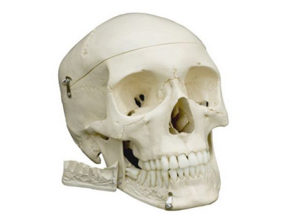 https://mail.jayakelana.co.id/uploads/product/model-anatomi-tengkorak-284170dd56d3abc_cover.png