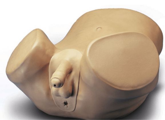 https://mail.jayakelana.co.id/uploads/product/pelatih-keterampilan-prostat-laki-laki-45323e6090e8b45_cover.png