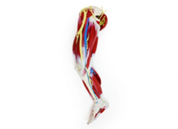 https://mail.jayakelana.co.id/uploads/product/silikon-kaki-kanan-102470--8068887b8ffa33e_cover.png