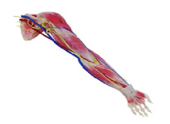 https://mail.jayakelana.co.id/uploads/product/syntissue-arm-left-102300--55818ba73e62e4d_cover.png
