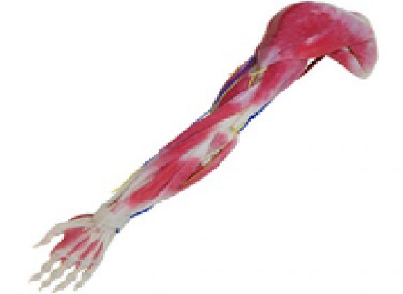 https://mail.jayakelana.co.id/uploads/product/syntissue-arm-right-102350--296272e89ec70f6_cover.png