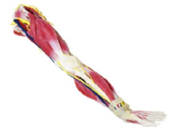 https://mail.jayakelana.co.id/uploads/product/syntissue-kaki-kiri-102400--76987437893447e_cover.jpg
